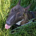 Bull Terrier, miniatuur