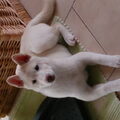 Shiba Inu