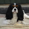Cavalier King Charles Spaniel