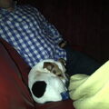 Jack Russell Terrier