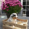 Australian Shepherd