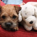 Border Terrier