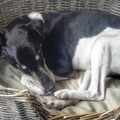Foxterrier, gladhaar