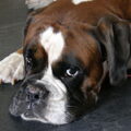Boxer