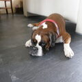 Boxer
