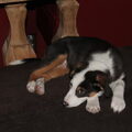 Australian Shepherd