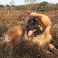 Leonberger