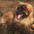 Leonberger