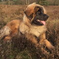 Leonberger