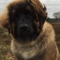 Leonberger