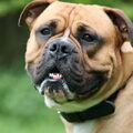 Old English Bulldog