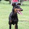 Manchester Terrier