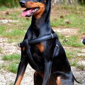 Manchester Terrier