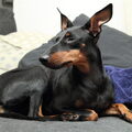 Manchester Terrier