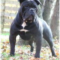 Old English Bulldog