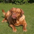 Bordeauxdog