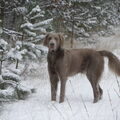 Weimaraner, langhaar