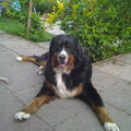 Berner Sennenhond