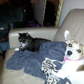 Jack Russell Terrier