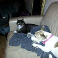 stitch ons hondje is gek op haar touw!

