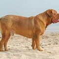Bordeauxdog