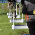 Internationale Open Flyballwedstrijd THE JUMPERS