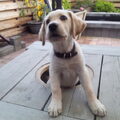 Labrador Retriever