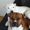 American Staffordshire Terrier