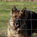 Oud Duitse Herdershond