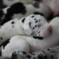 Duitse Dog, zwart zwart wit