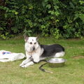 Saarlooswolfhond