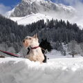 Schotse Terrier