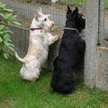 Schotse Terrier