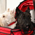 Schotse Terrier