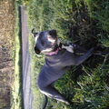 American Staffordshire Terrier