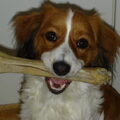 Kooikerhondje