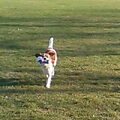 Kooikerhondje