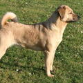 Oostenrijkse Pinscher