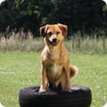 Oostenrijkse Pinscher