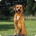 Oostenrijkse Pinscher