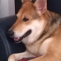 Tsjechoslowaakse Wolfhond