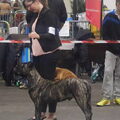 Bullmastiff