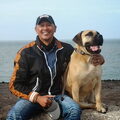 Boerboel