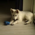 Zwitserse Witte Herdershond