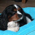 Cavalier King Charles Spaniel