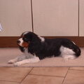 King Charles Spaniel