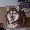 Siberian Husky