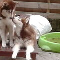 Siberian Husky