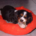 Cavalier King Charles Spaniel