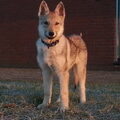 Tsjechoslowaakse Wolfhond